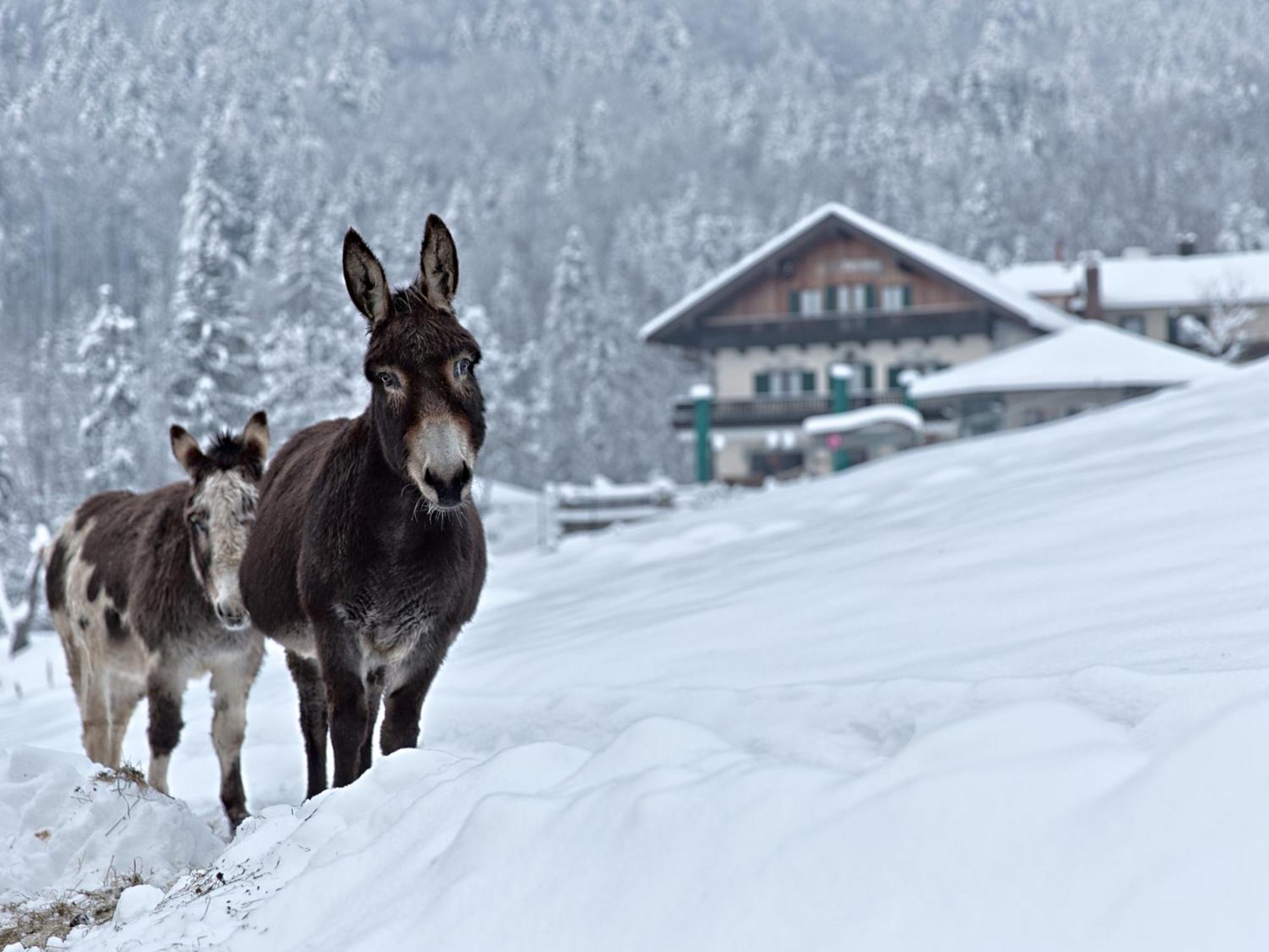 Berggasthof Hotel Duftbraeu I Ruhige Alleinlage I Mitten Im Gruenen Samerberg Dış mekan fotoğraf