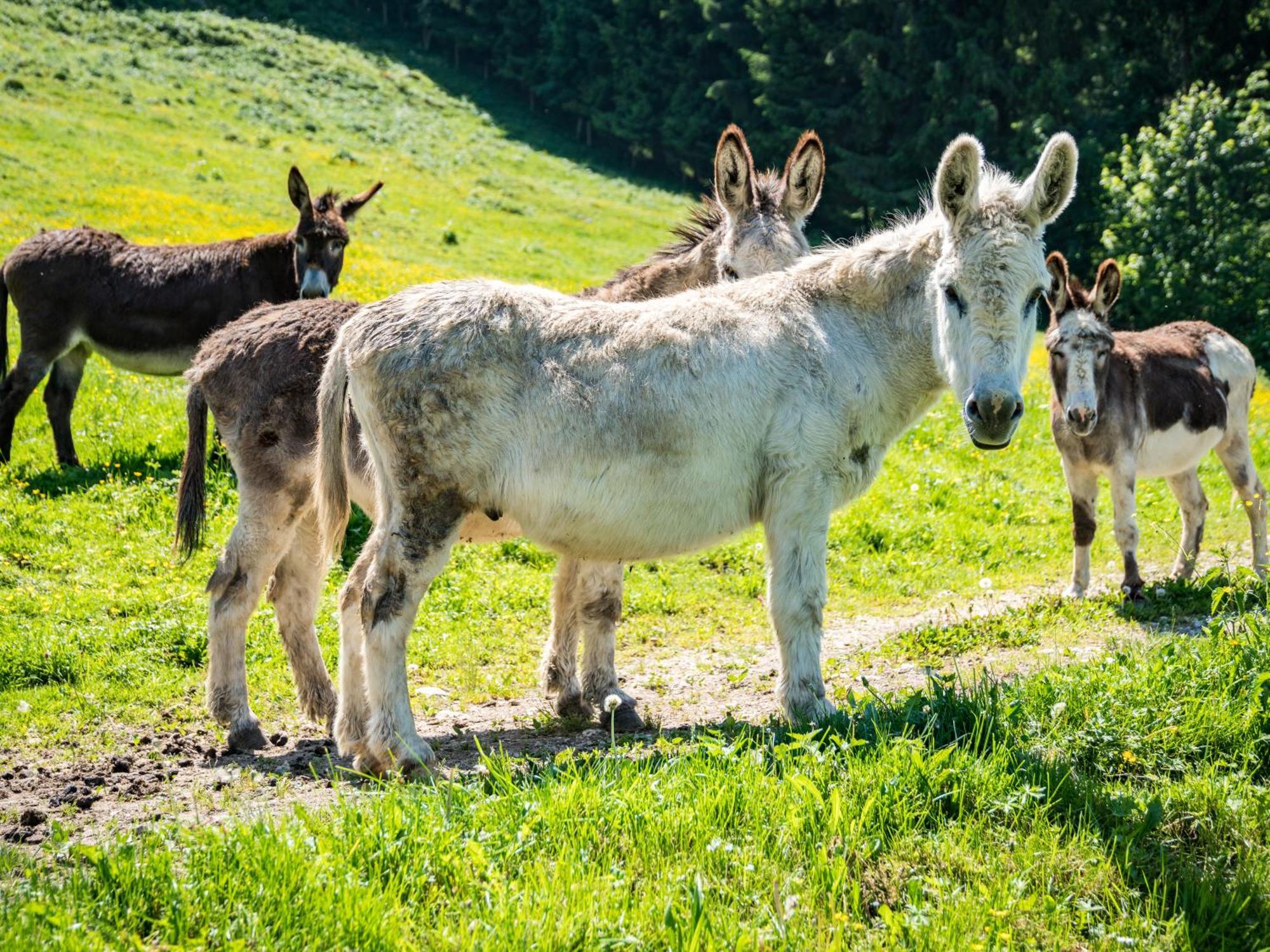 Berggasthof Hotel Duftbraeu I Ruhige Alleinlage I Mitten Im Gruenen Samerberg Dış mekan fotoğraf